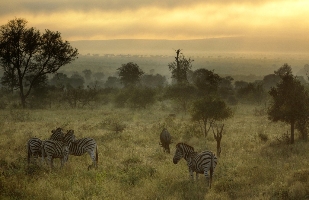 Zebras grazing at Kruger National Park